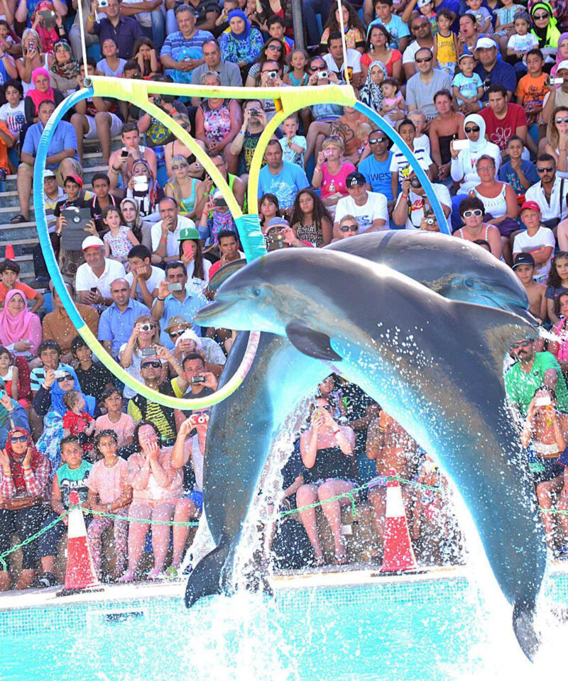 dolphin show